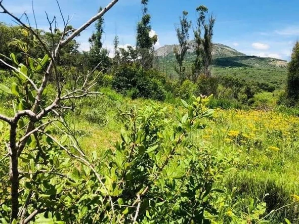 SOLE MANDATE - 9.9 Hectare Land in Picturesque Nyanga, Manicaland