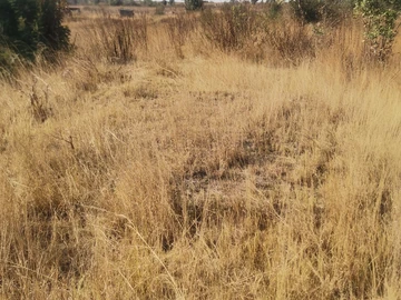 An Agricultural plot for sale in Ruwa 