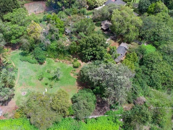 Mature suburb with mature trees